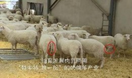 育肥羊爆料视频最新,揭秘养殖场惊人内幕