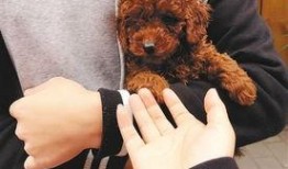 天涯爆料泰迪视频大全,泰迪萌宠视频大全，萌态百出，笑料连连