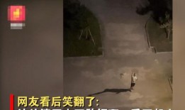 陶汉明醉酒爆料视频,揭秘娱乐圈背后真相