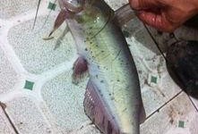 冲哥爆料鲛鱼儿视频大全,鲛鱼儿视频大全精彩瞬间大汇总