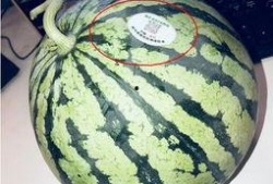 湛江网红吃瓜,揭秘当地美食文化新潮流