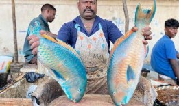 冲哥爆料鲛鱼儿视频大全,鲛鱼儿视频大全精彩瞬间大汇总