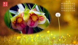 空谷幽兰爆料视频,神秘事件背后真相揭晓