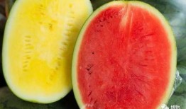 高端网红吃瓜视频大全免费观看,免费畅享精彩瞬间