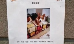 柯基最新爆料图片高清,高清美照曝光引网友热议