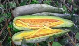 湛江网红吃瓜,揭秘当地美食文化新潮流